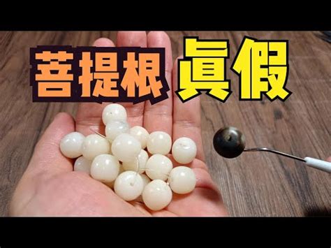 綠菩提根功效|揭開綠菩提根神秘面紗